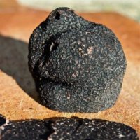 Tout savoir sur la truffe noire du Périgord pour Noël