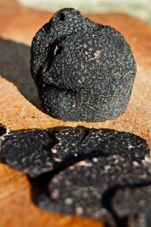 Tout savoir sur la truffe noire du Périgord pour Noël