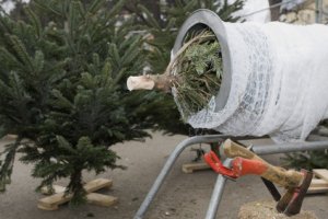 Les arbres à décorer pour le Réveillon : le sapin de Noël Nordmann