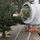 Les arbres à décorer pour le Réveillon : le sapin de Noël Nordmann