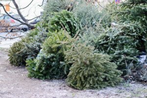 Sapin de Noël : comment s’en débarrasser ? 