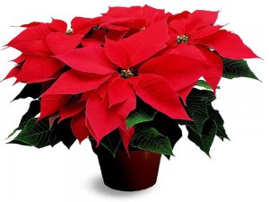 planter une rose de noel