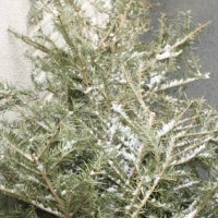 Recycler un sapin de Noël