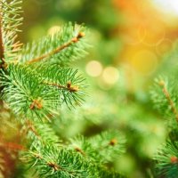 Comment conserver son sapin de Noël ?