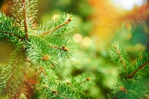 Comment conserver son sapin de Noël ?