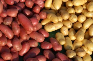 Quelle pomme de terre choisir pour mon repas de Noël ? 